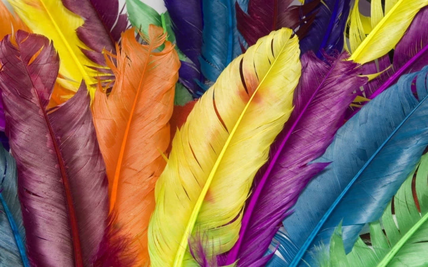 Colorful Feathers On A White Background