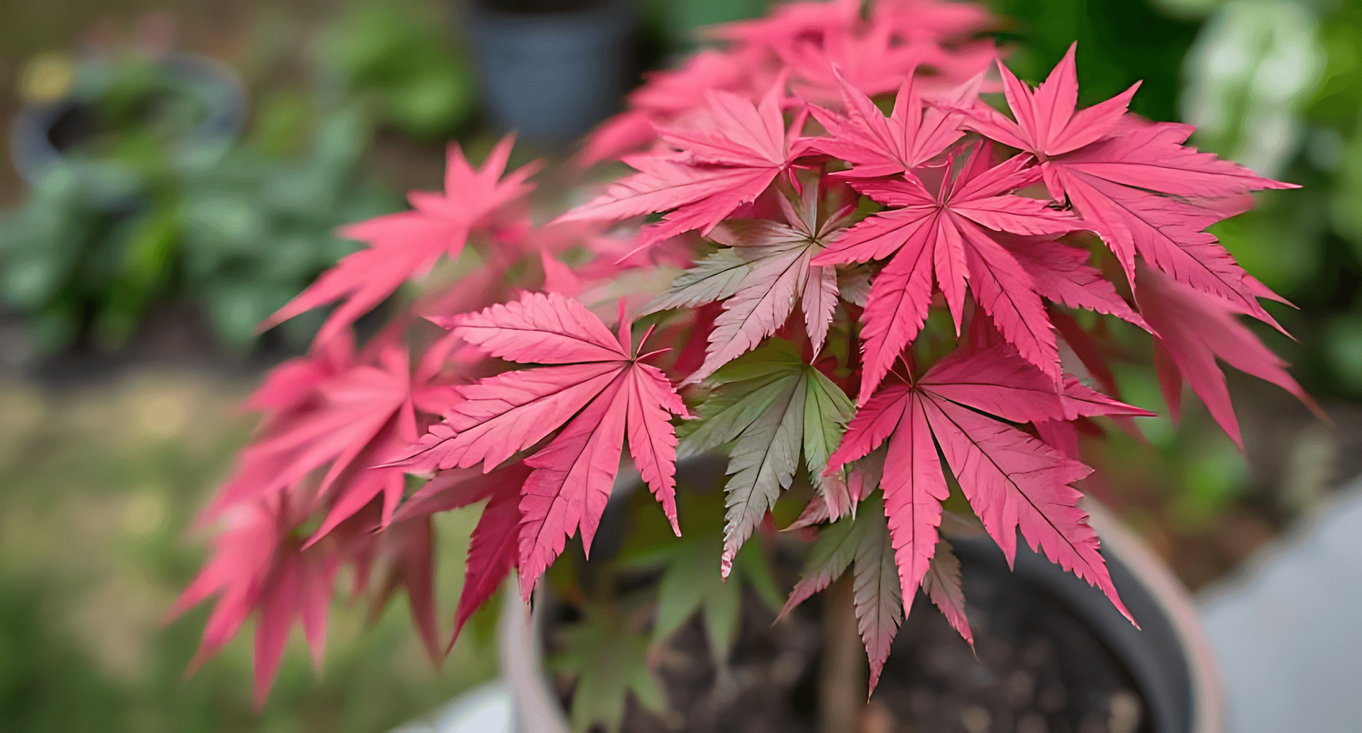 Bright Pink And Green Maple Leaves In A Pot, With Soft Focus Greenery In The Background, Creating A Wallpaper