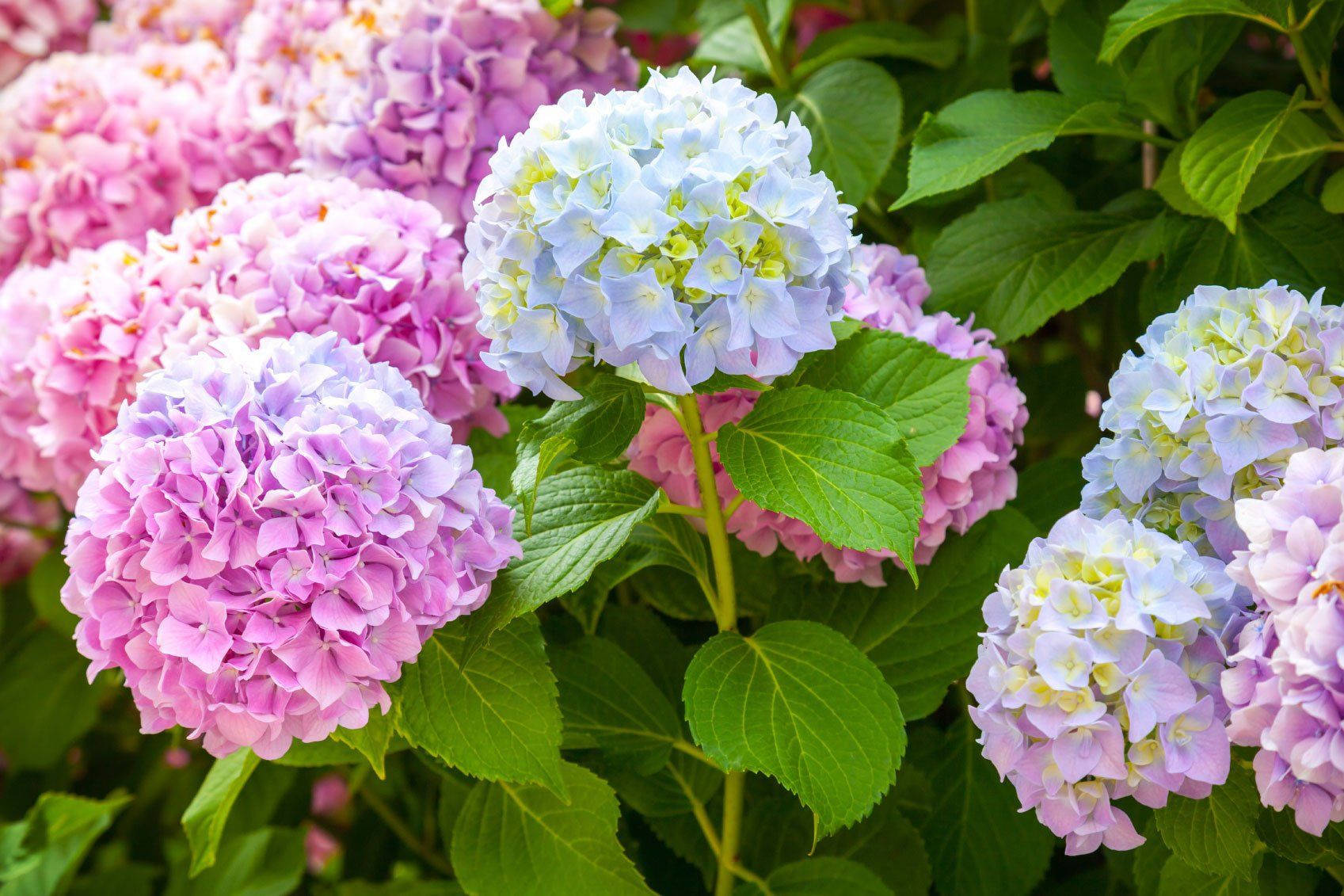 Floresde Hortensia De Color Rosa Brillante Y Azul Claro. Fondo de pantalla