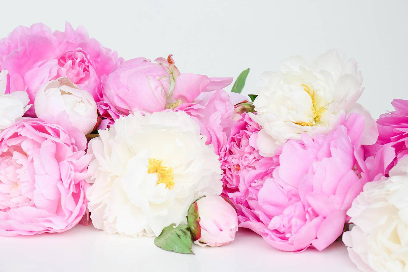 Lyse Pink Og Hvide Pæoner Blomster På En Hvid Baggrund Wallpaper