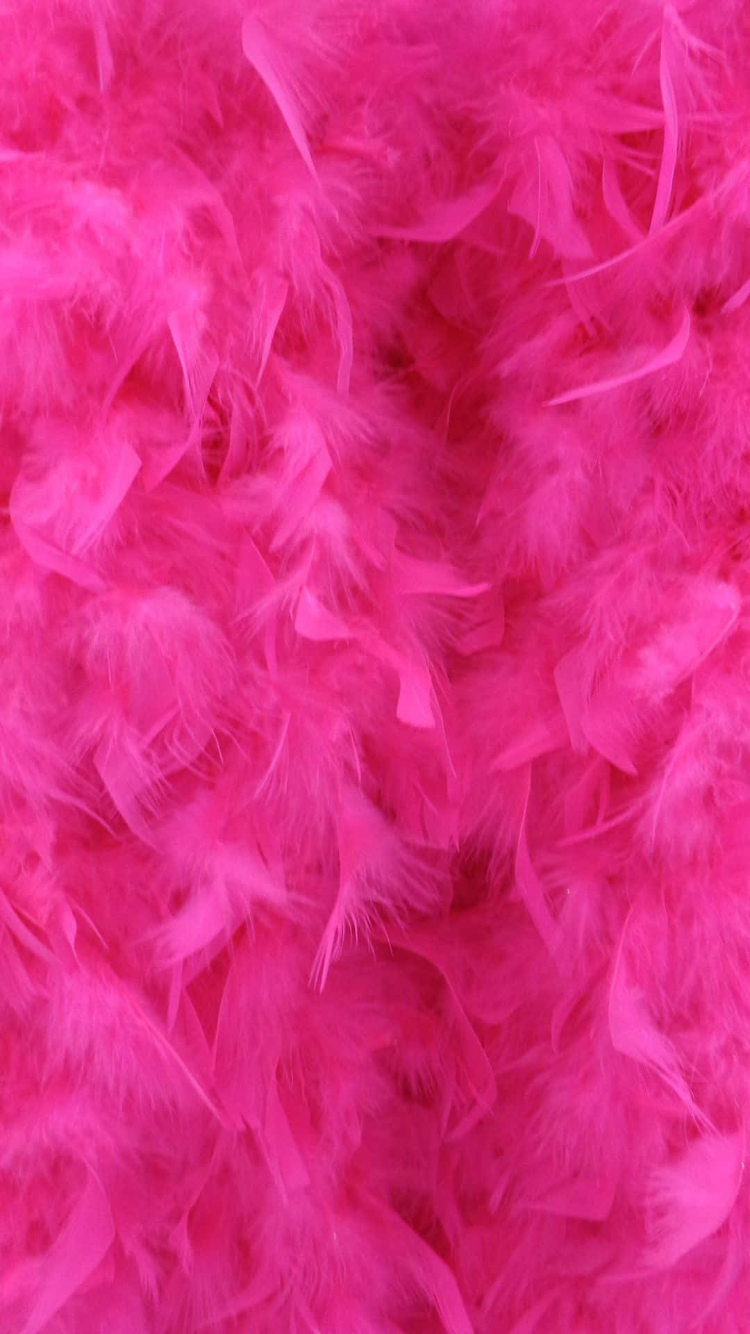 A Close Up Of A Pink Feather
