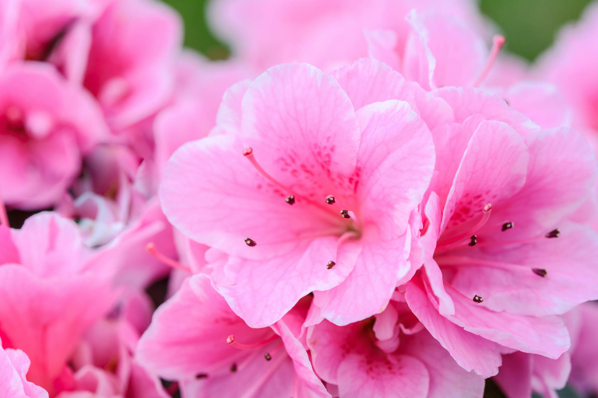 Bright Pink Flowers Background Wallpaper