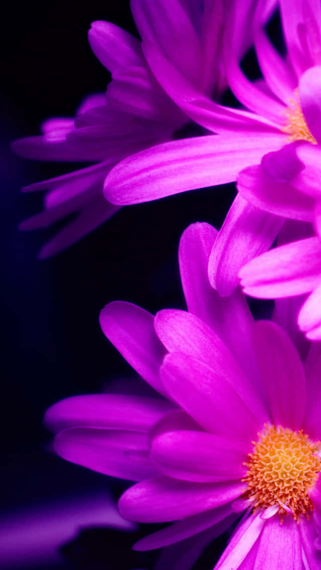 Bright Pink Spring Daisy iPhone Wallpaper