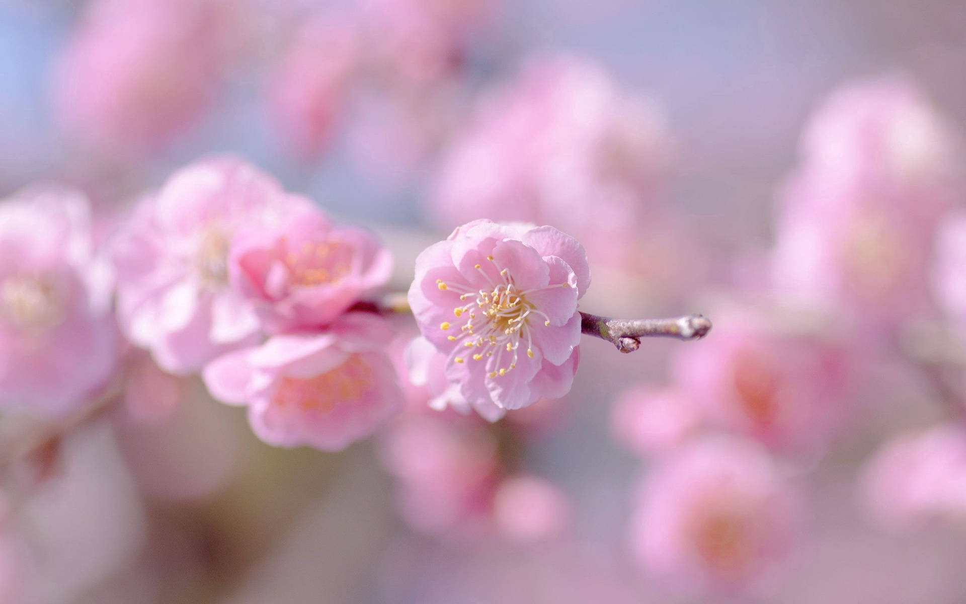 Vibrant Pink Spring Blooms Wallpaper