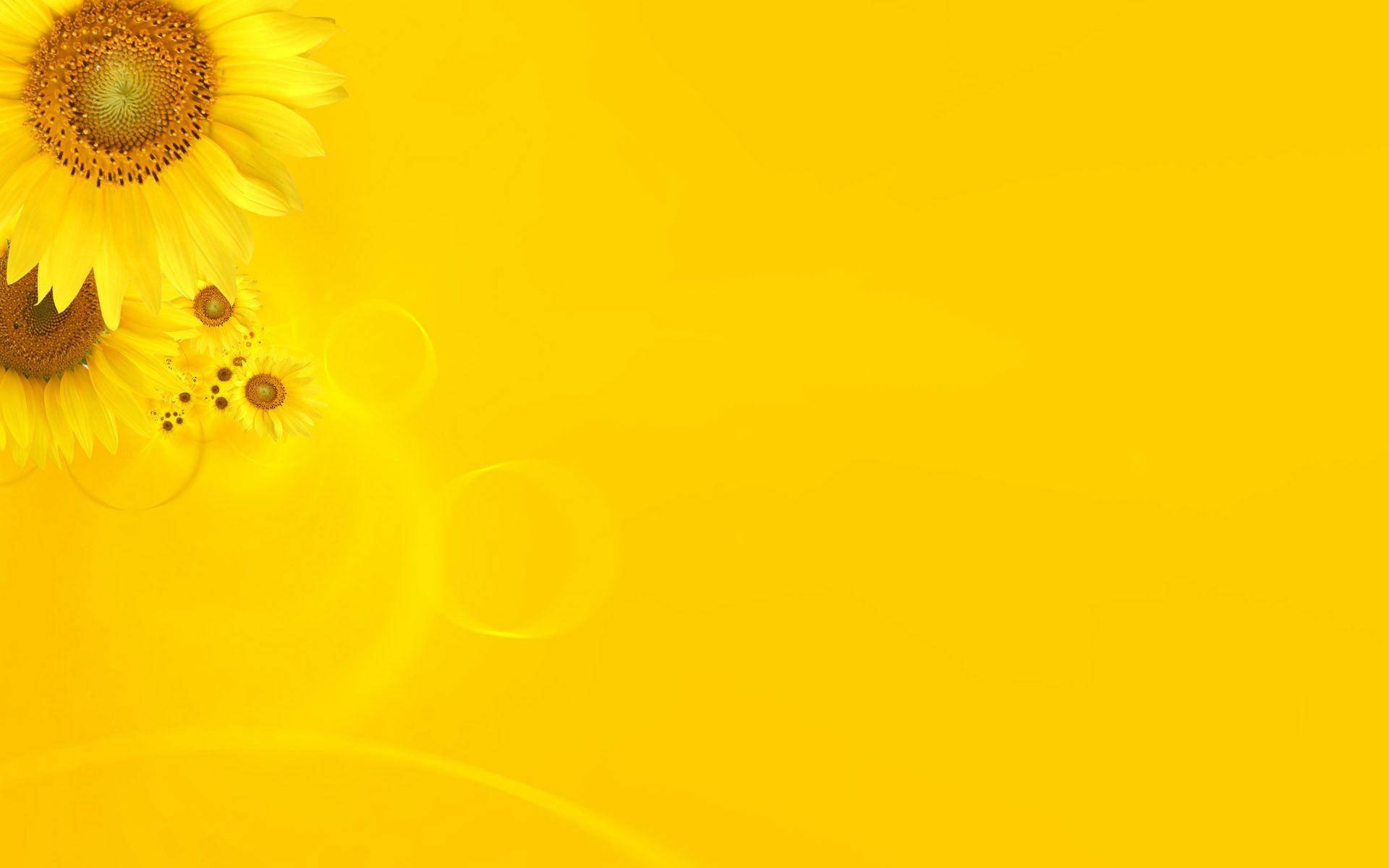 Bright Plain Yellow Sunflowers Desktop Wallpaper