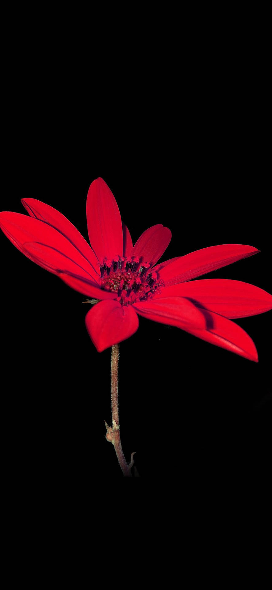 Florde Dalia Roja Brillante De Apple Fondo de pantalla