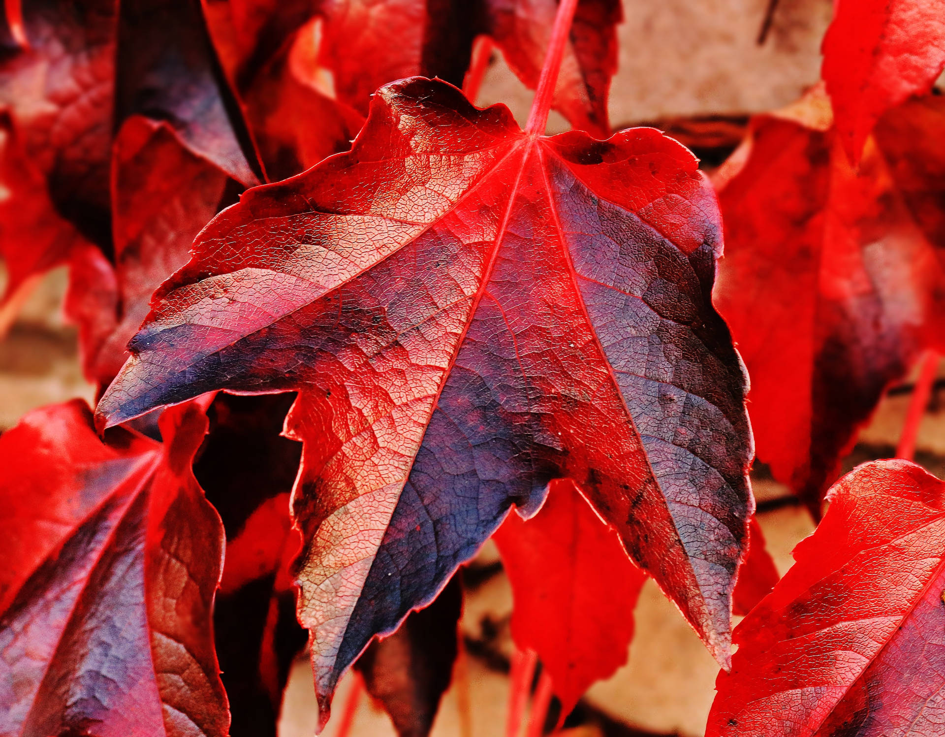 Lyse røde lønblad i Efteråret stil. Wallpaper