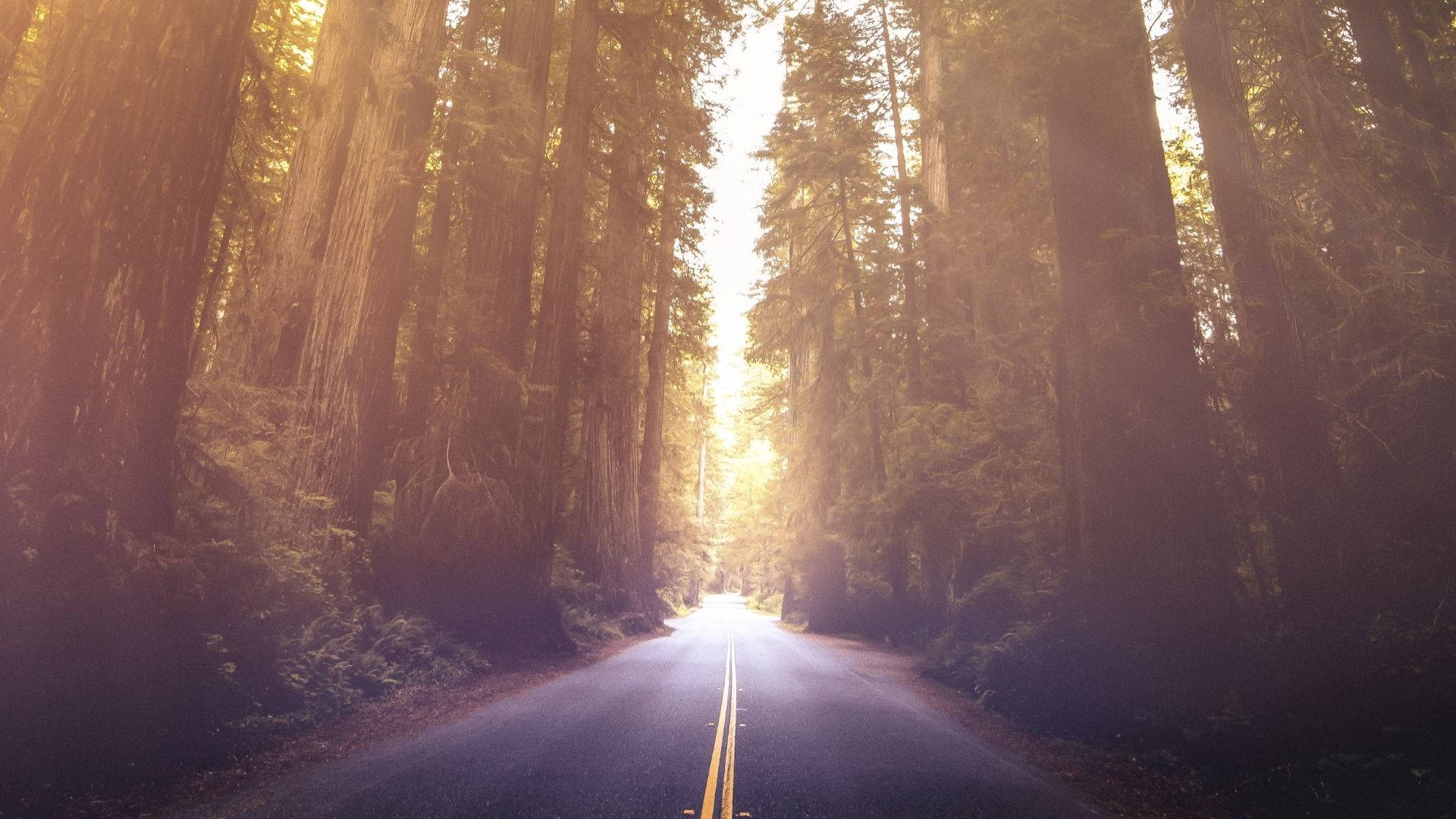 Bright Road Of Redwood Forest Wallpaper