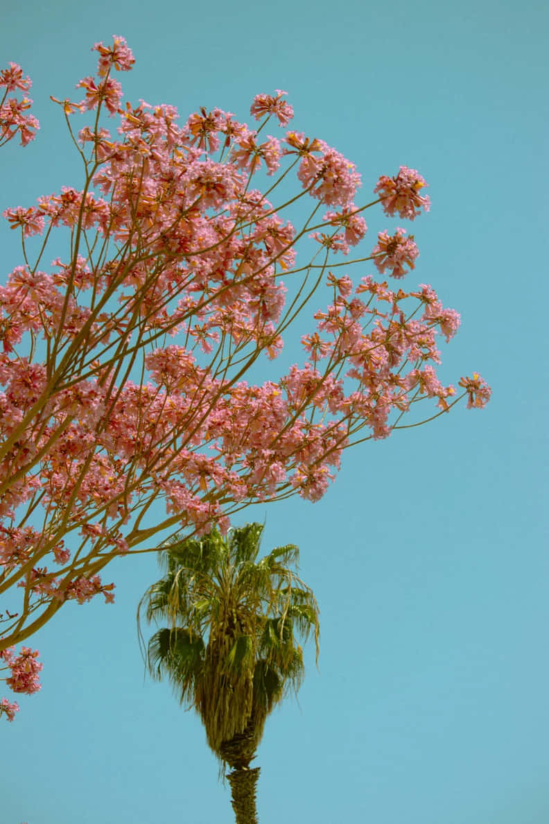 Bright Sky Pink Blooms Palm Tree Wallpaper