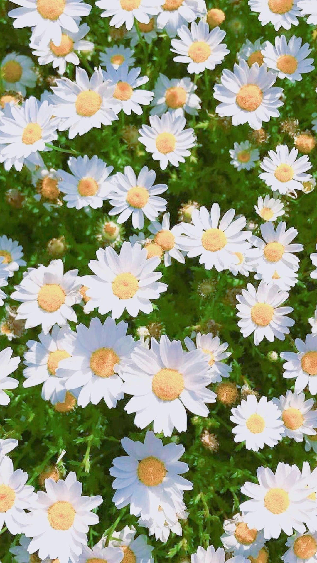 Bright Sun White Daisy Aesthetic Background