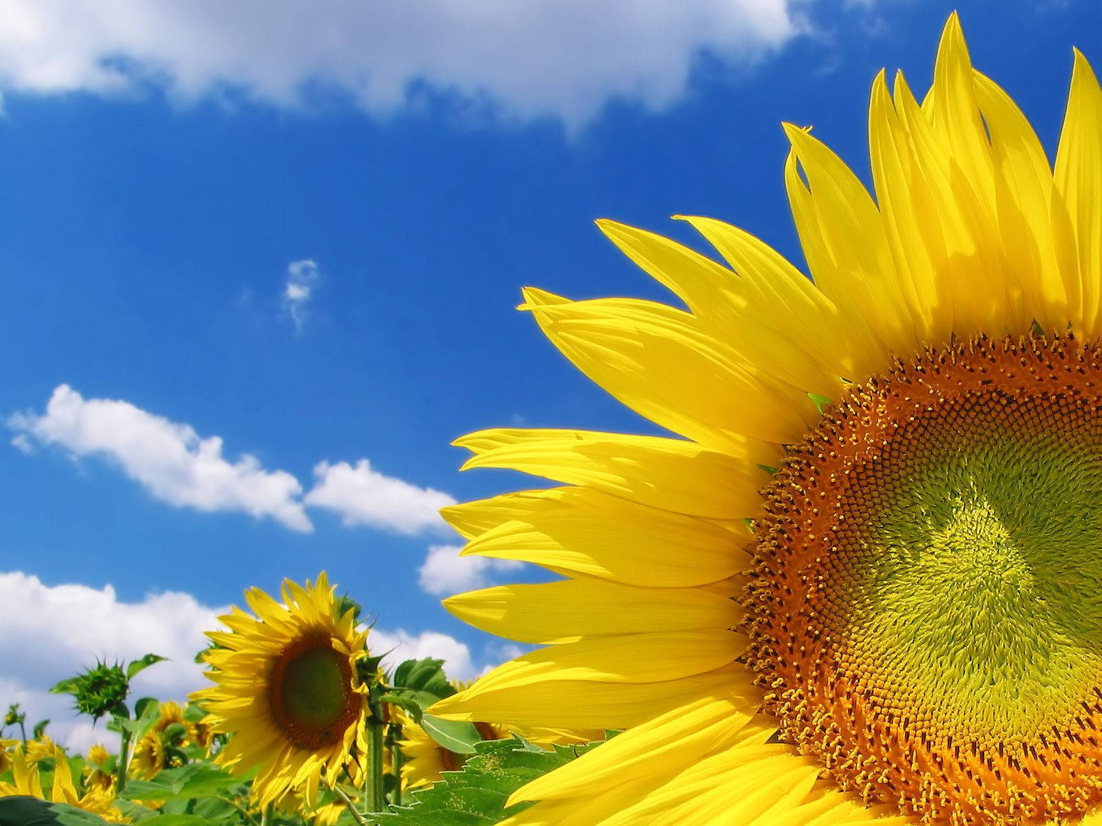 Enjoy the beauty of bright sunflowers Wallpaper