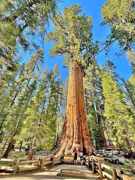 Download Bright Sunlight At Sequoia National Park Wallpaper ...