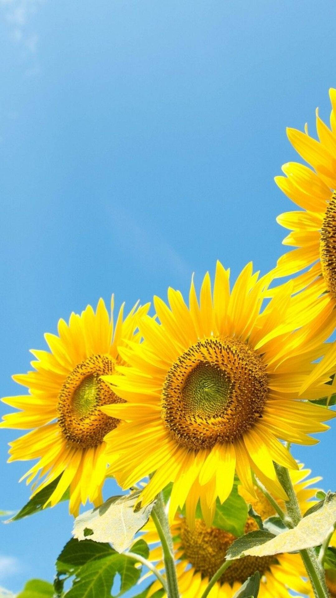 Bright Sunny Sunflower Iphone Wallpaper