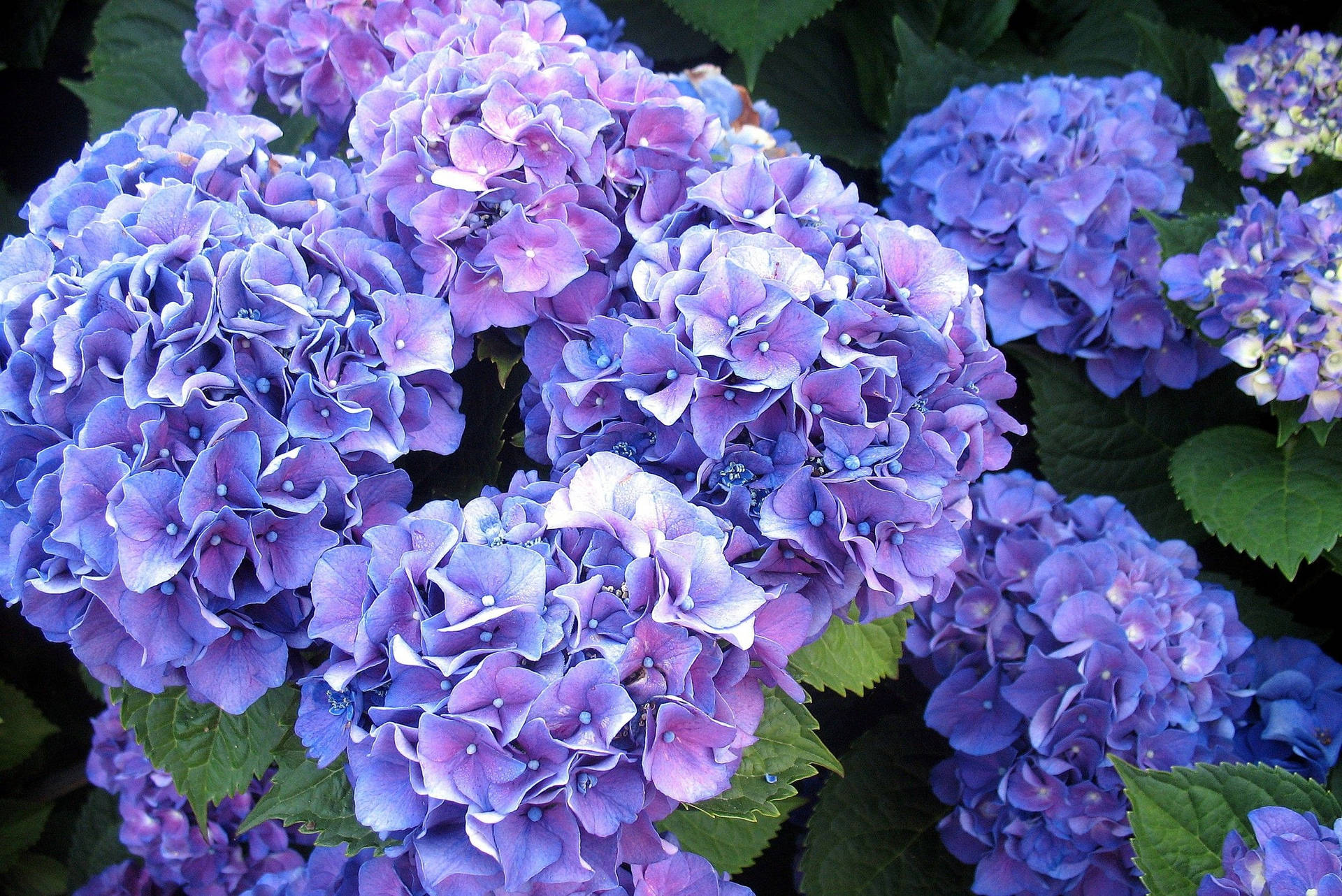 Floresde Hortensia Violeta Brillante Fondo de pantalla