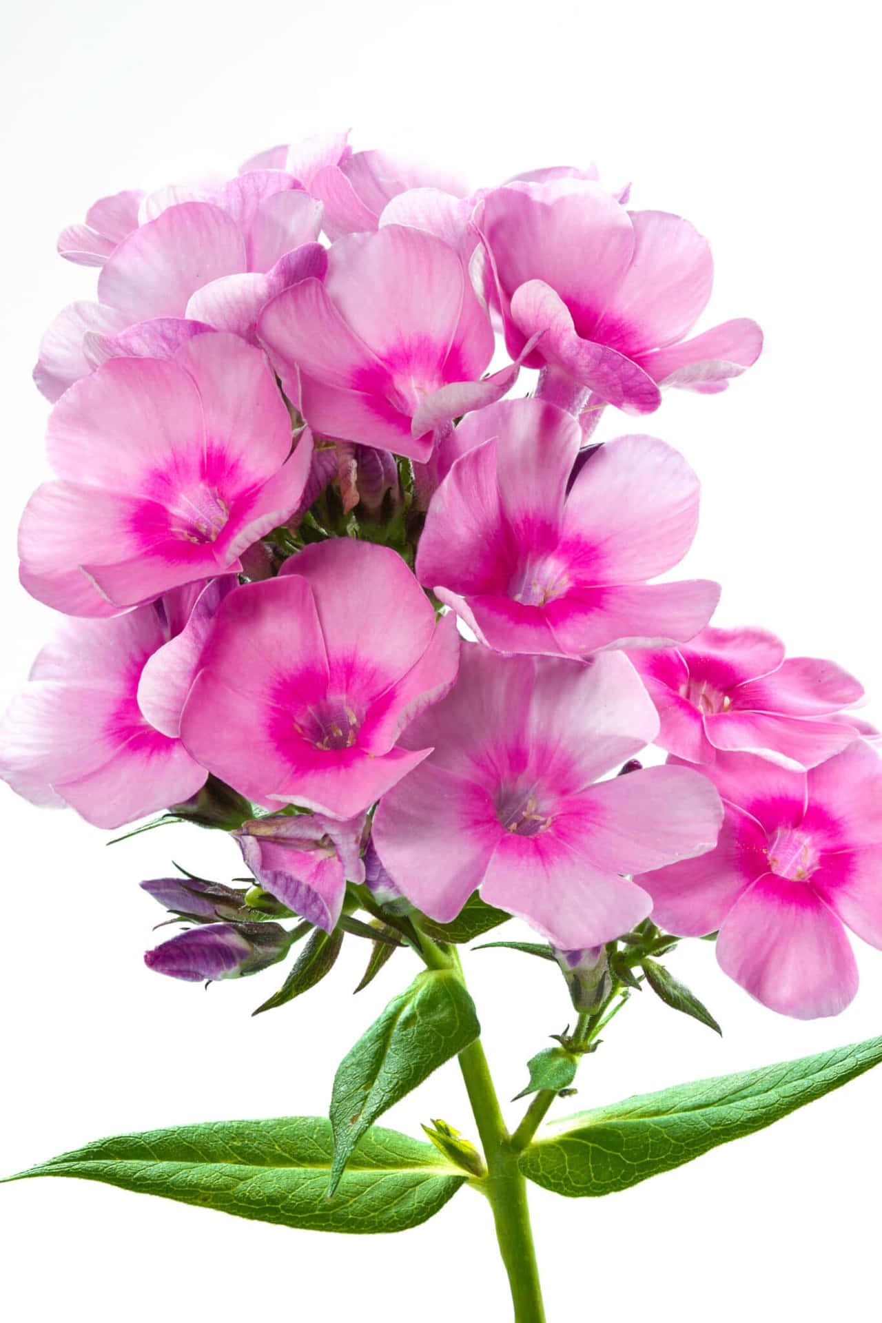 A Pink Flower Is In A Vase On A White Background