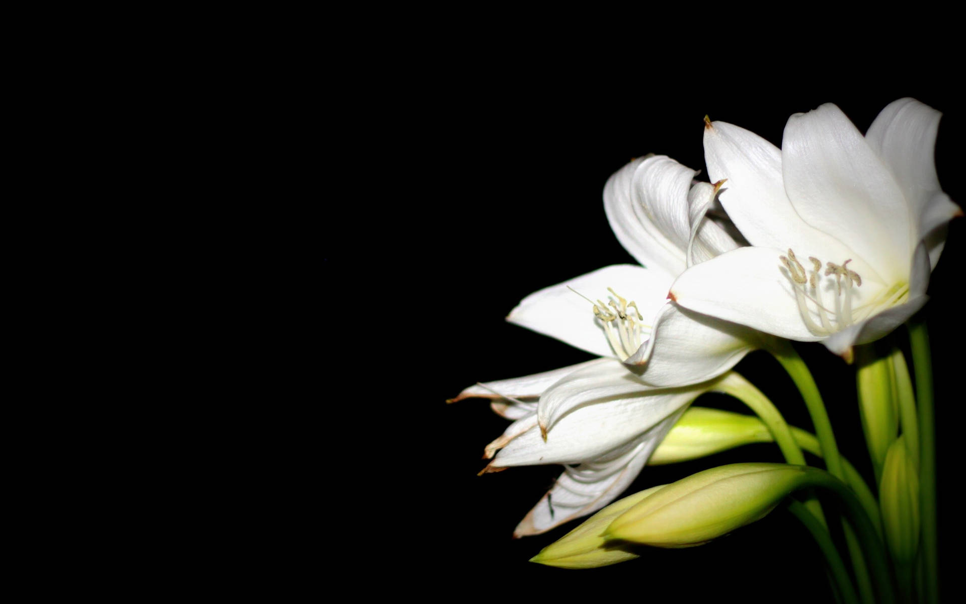Bright White Lily Buds Wallpaper