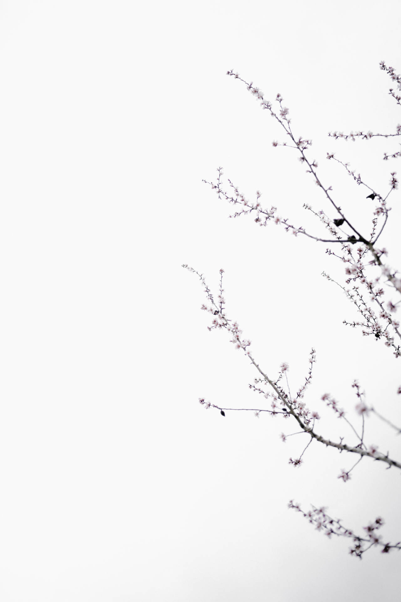 Alberodi Ciliegio In Fiore Bianco Brillante. Sfondo