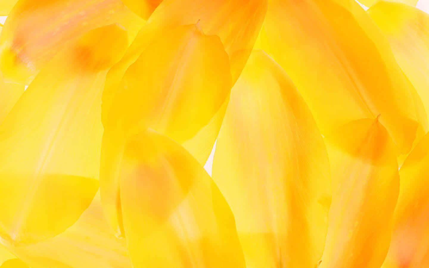 Download Bright Yellow Background | Wallpapers.com