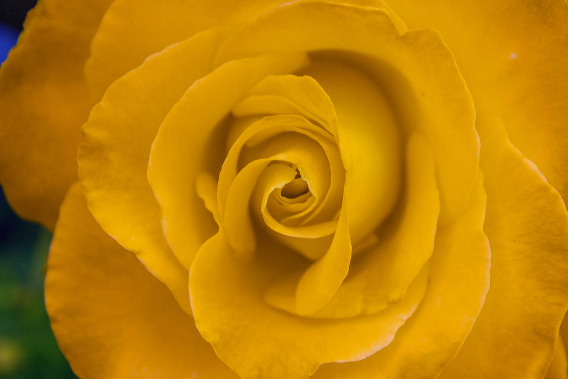 Bright Yellow-colored Beautiful Rose Hd