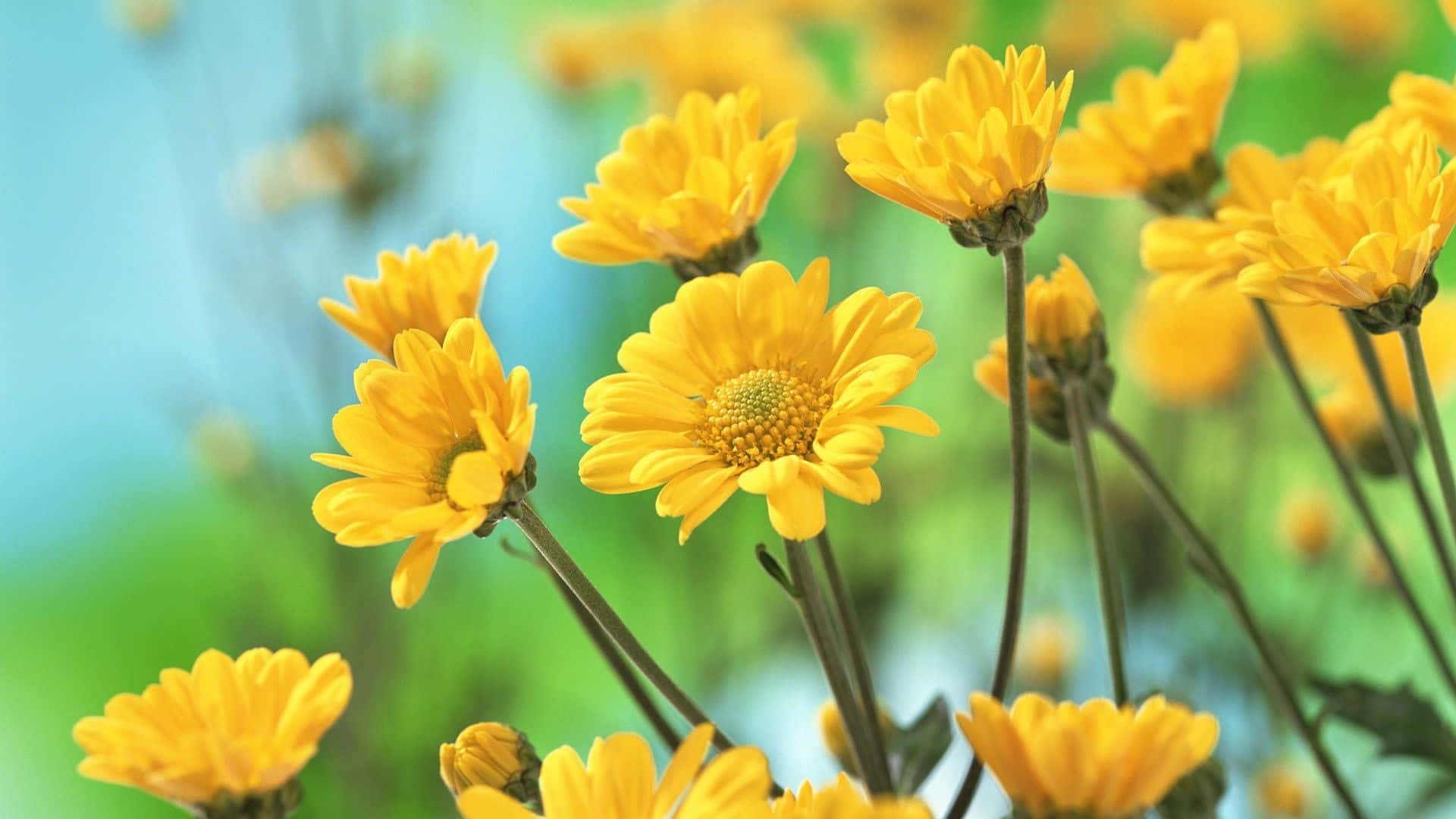 Bright Yellow Flower Blossoms Against Gentle Background