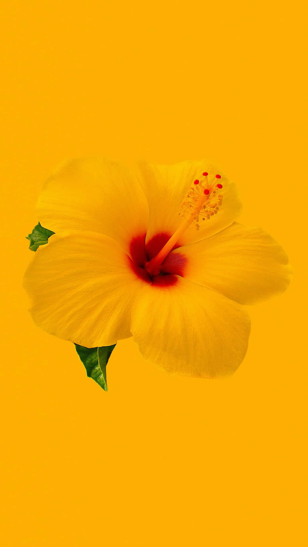 Bright Yellow Hibiscus Flower Background