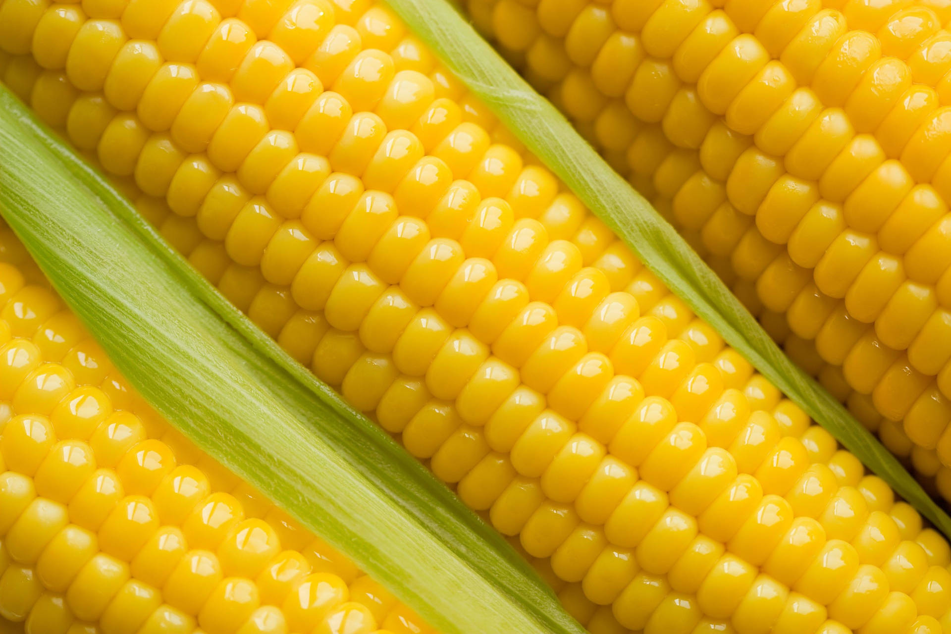 Bright Yellow Kernel Sweet Corns Background