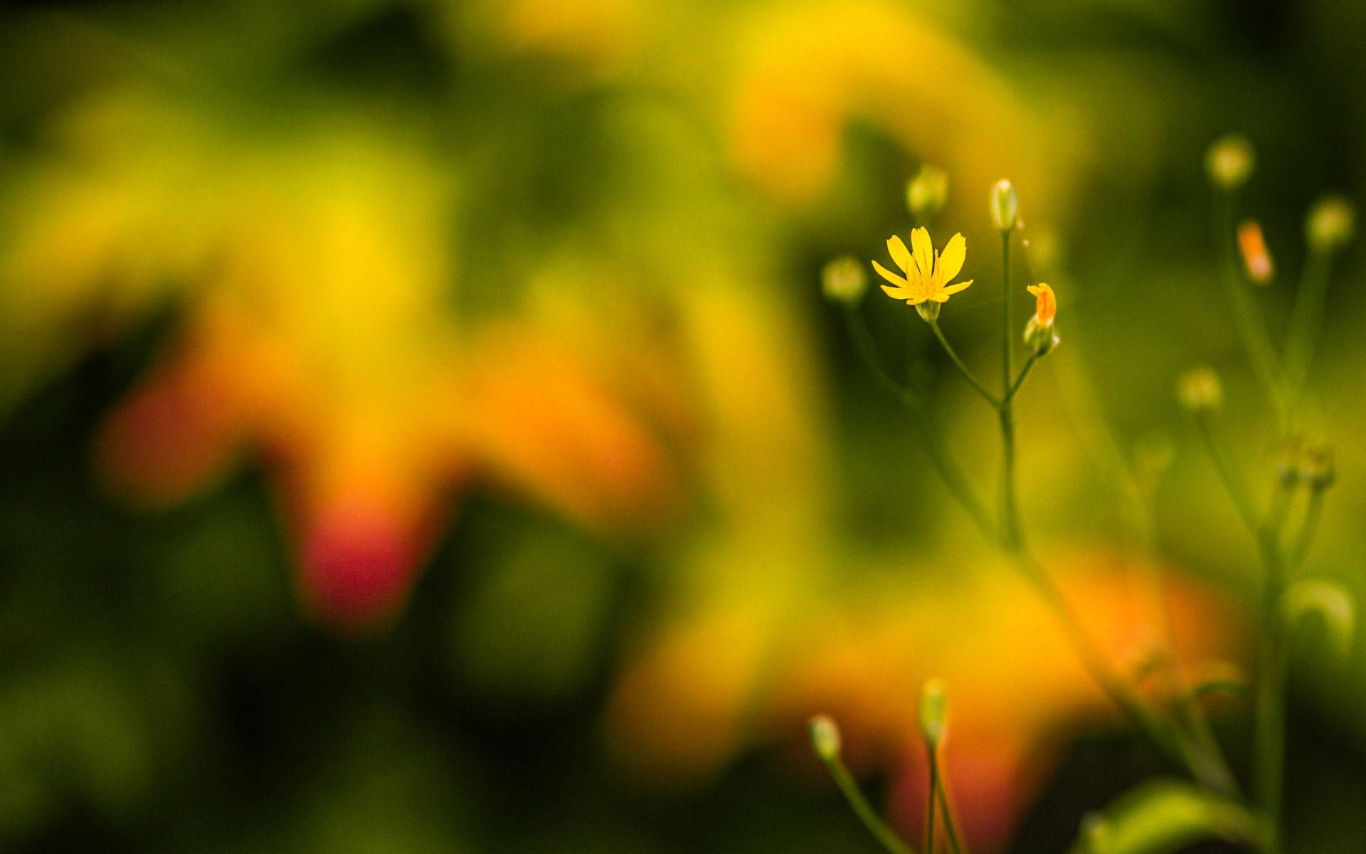Bright Yellow Macro Flower
