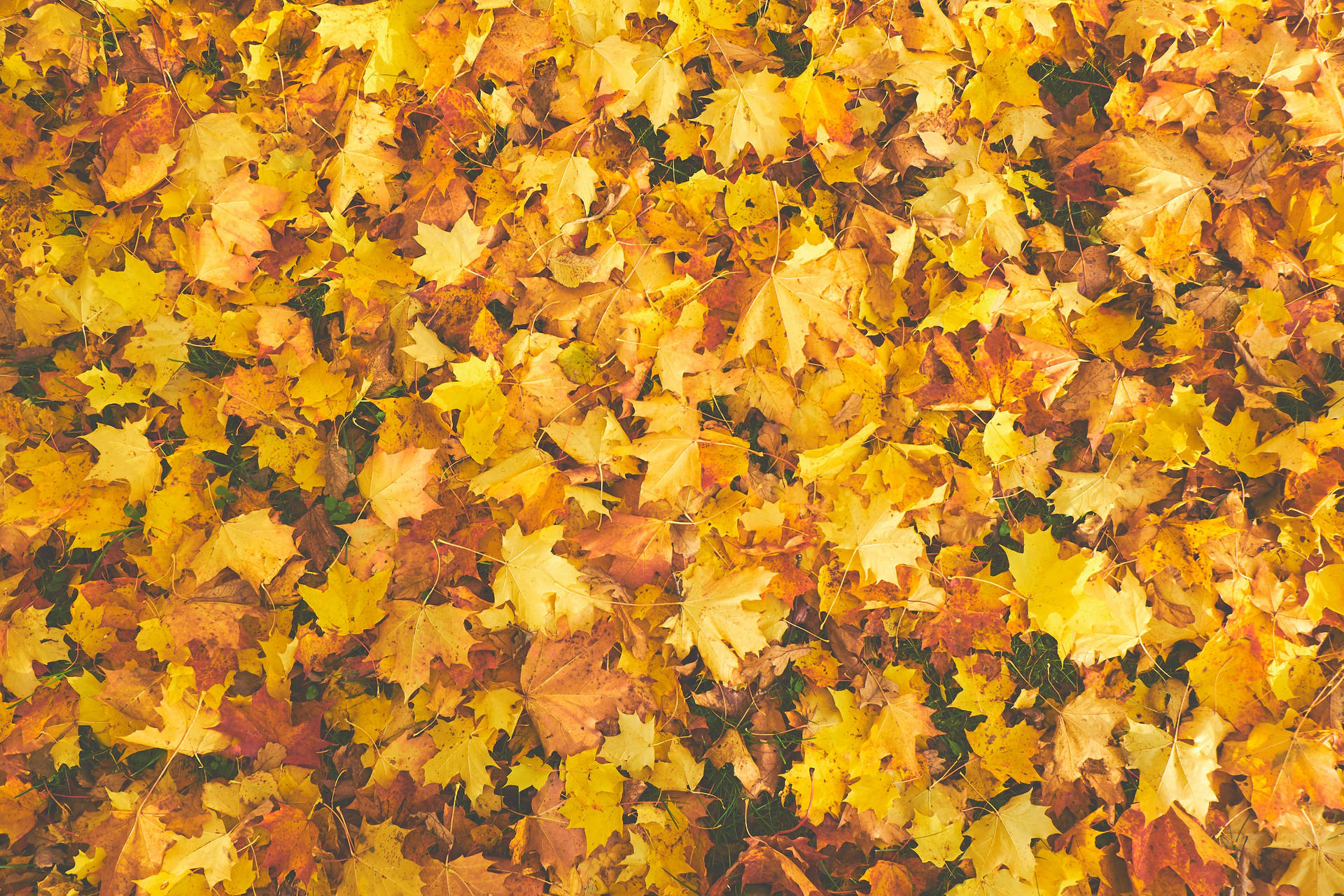 Vibrant Yellow Maple Leaves Wallpaper