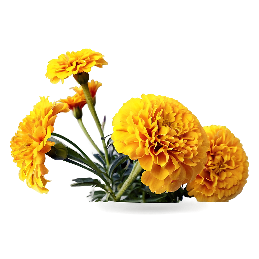 Bright Yellow Marigolds Png 06132024 PNG