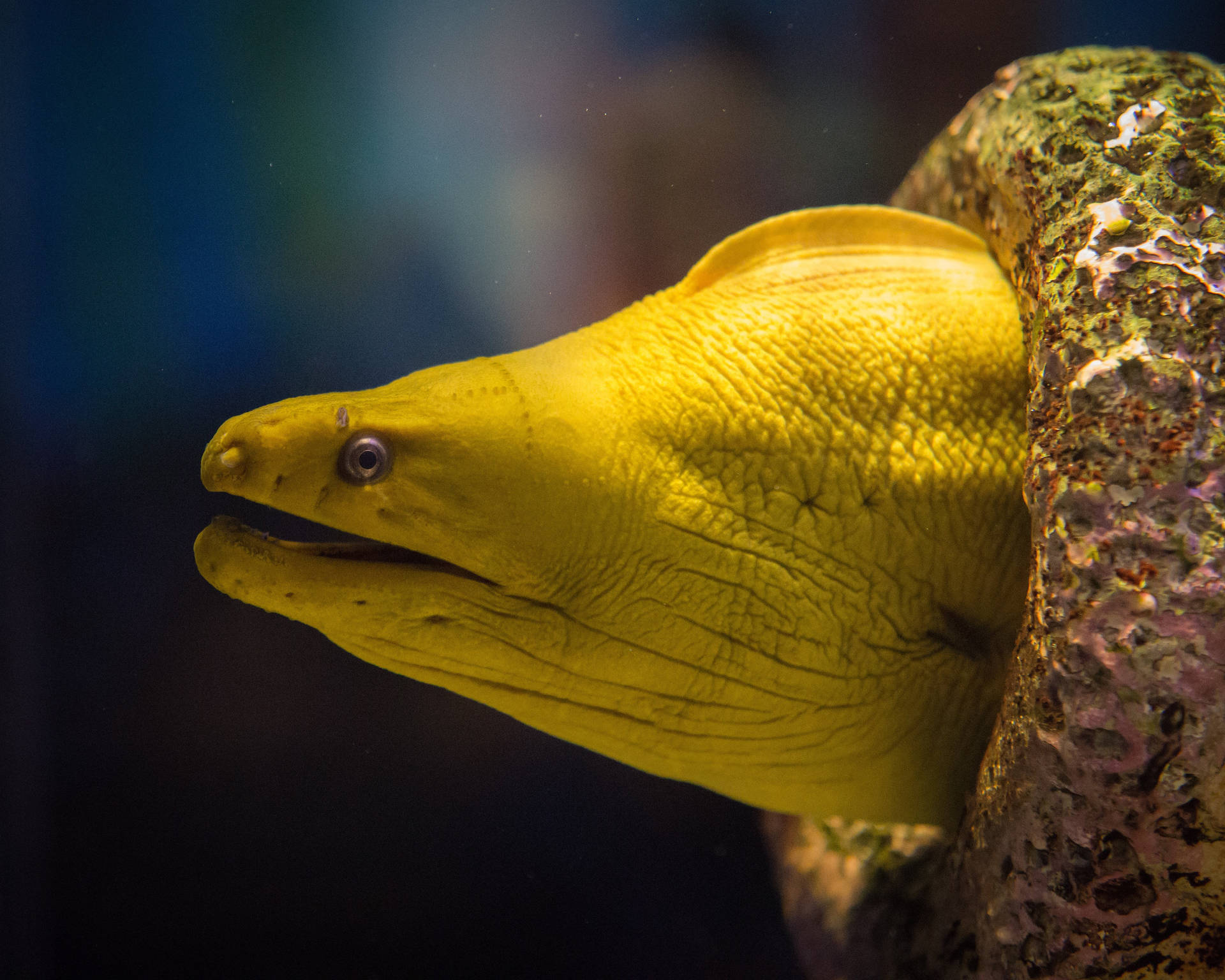 Brilliant Yellow Moray Eel in Close View Wallpaper
