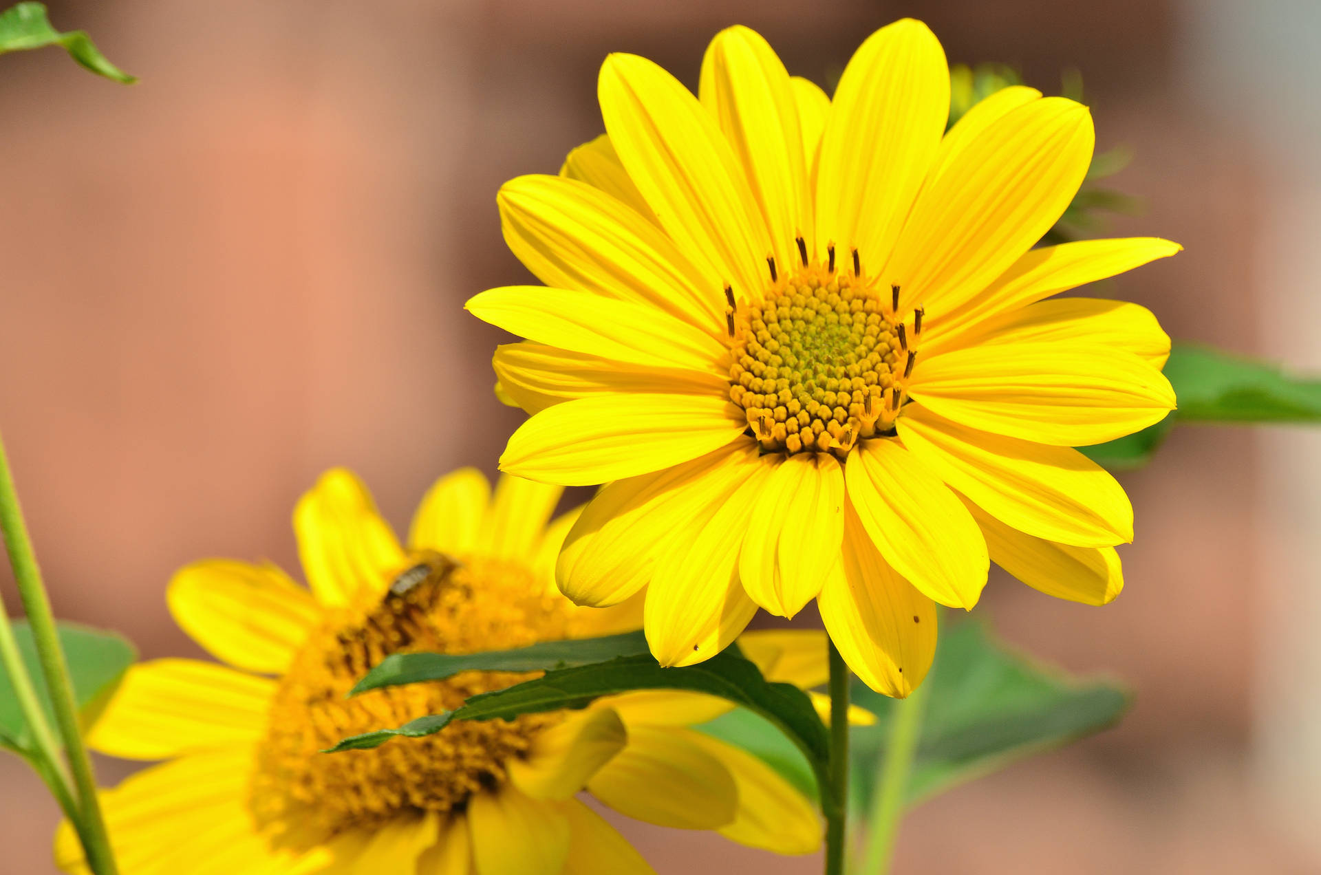 Bright Yellow Sunflowers Background