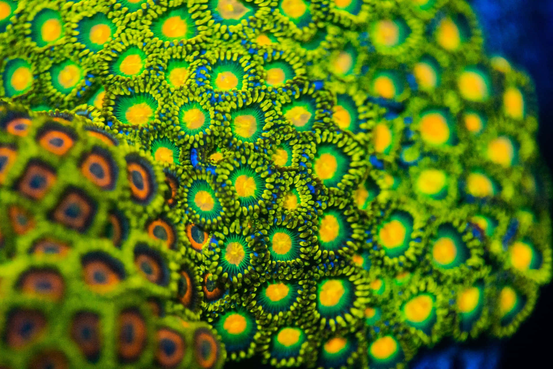 Brilliant And Vibrant Zoanthid Coral In Reef Aquarium Wallpaper
