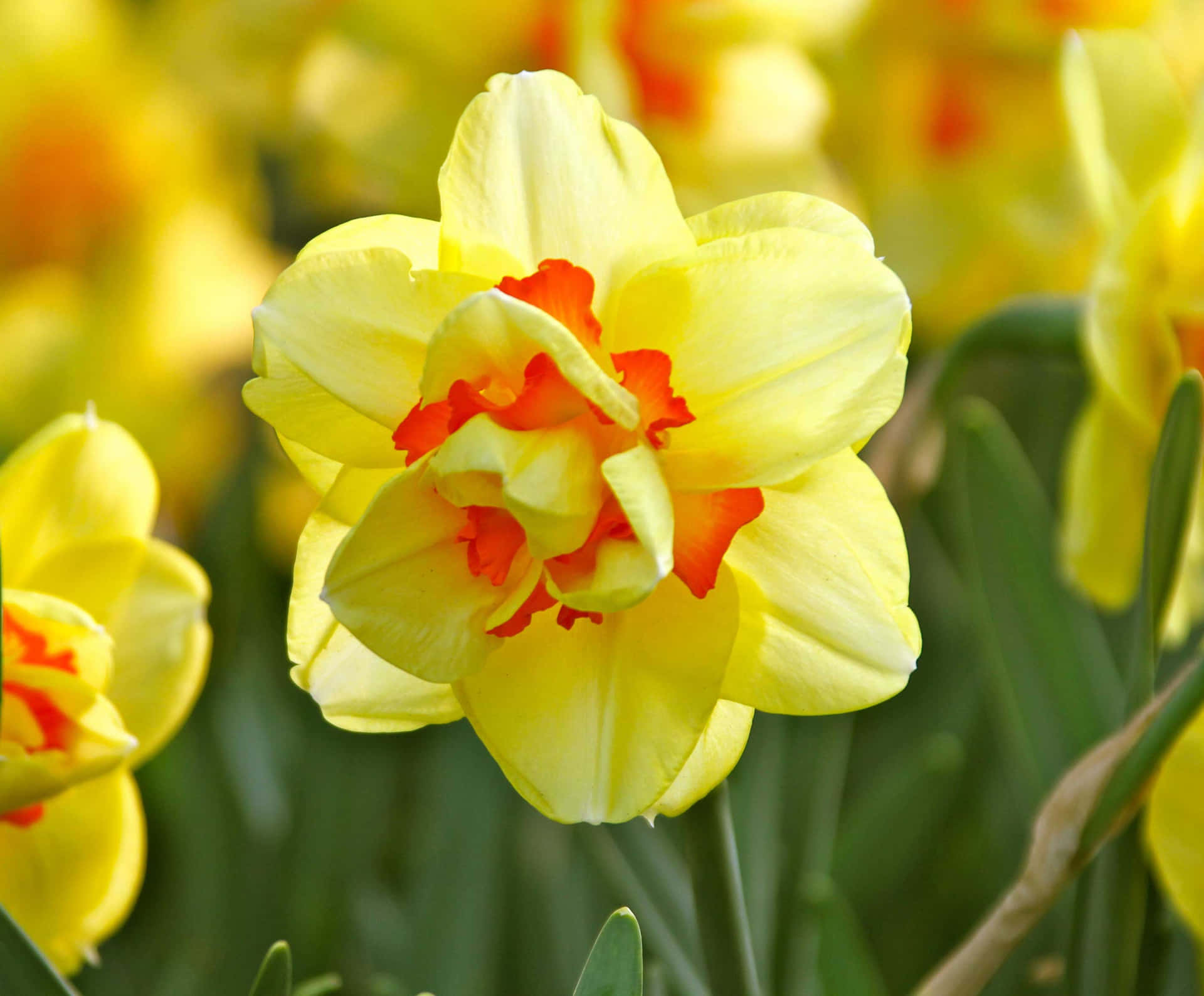 Brilliant Display Of Vibrant Daffodils In Full Bloom