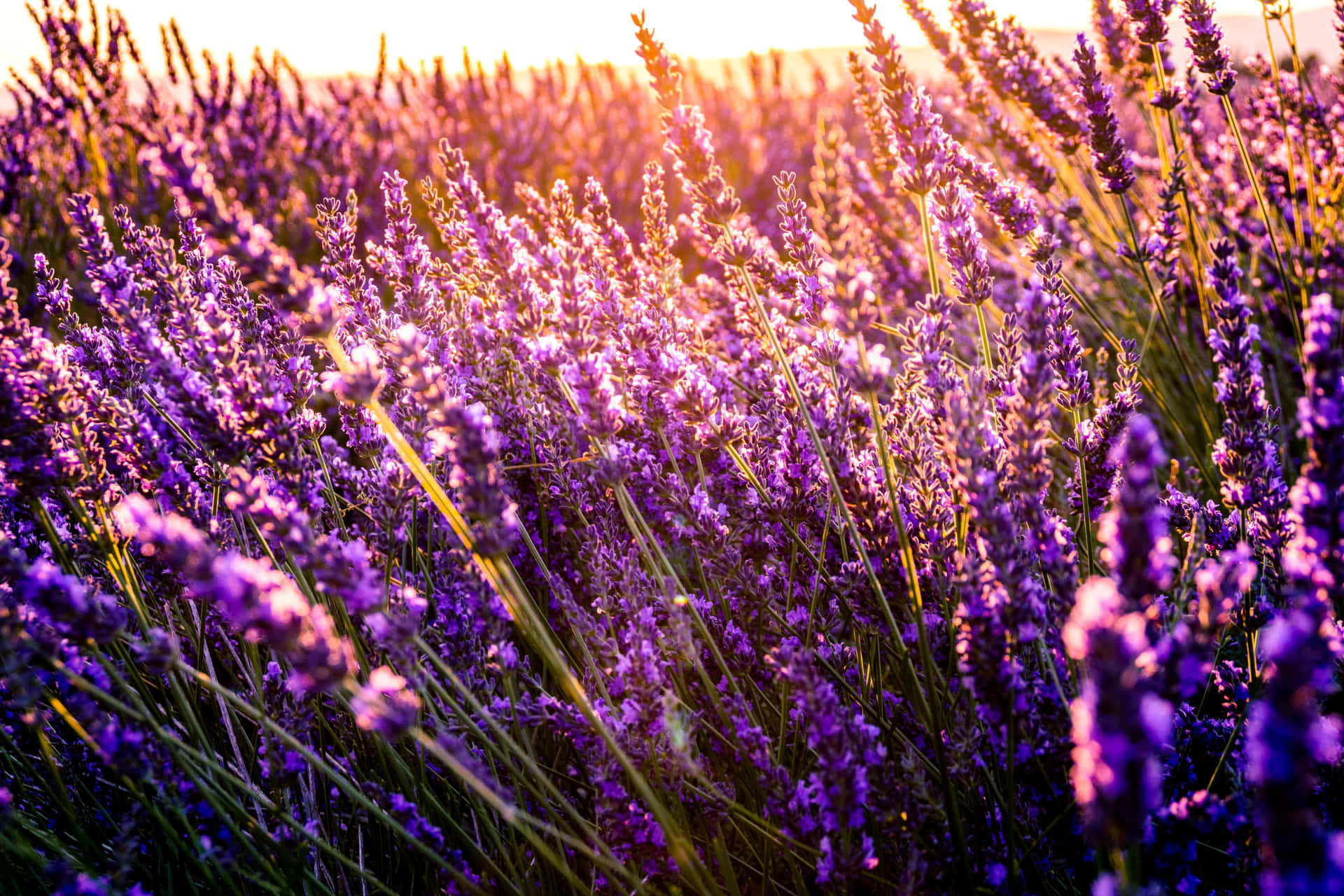 Brilliant Lavender Flowers And Grass Field Wallpaper