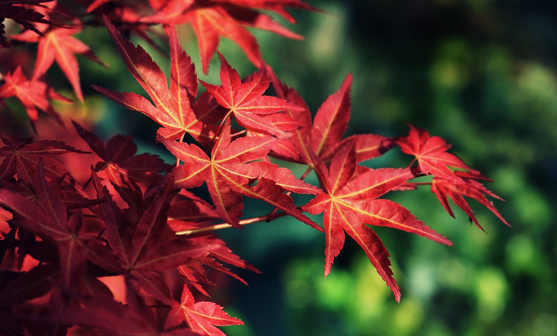 Brilliant Red Maples Leaves Wallpaper