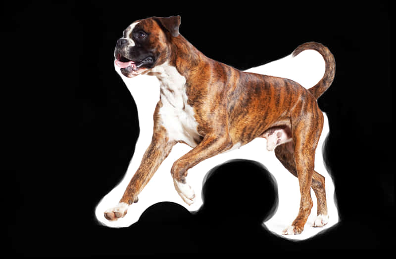 Brindle Boxer Dog Standing PNG