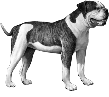 Brindle Bulldog Standing Profile PNG