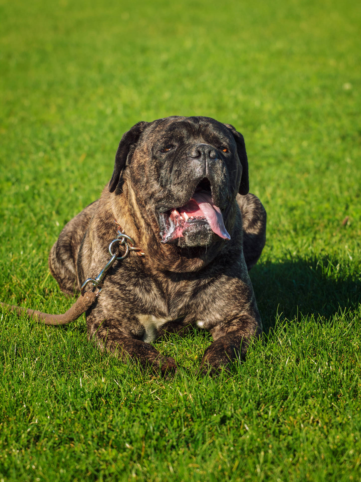 Brindle Cane Corso On The Grass Wallpaper