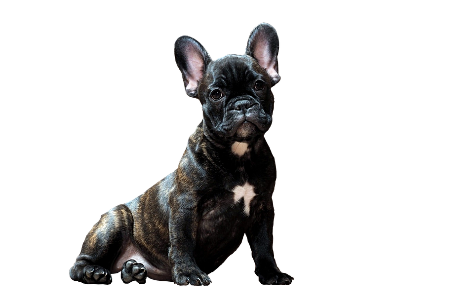 Brindle French Bulldog Puppy PNG