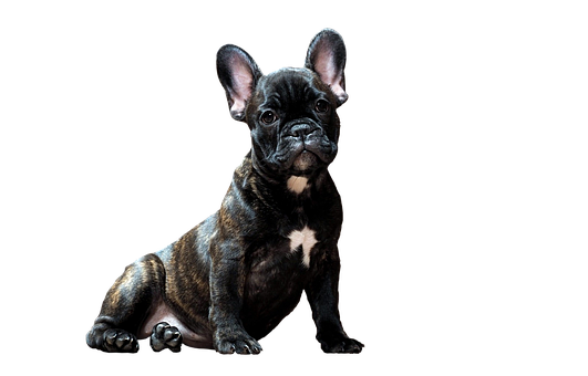 Brindle French Bulldog Puppy Black Background PNG