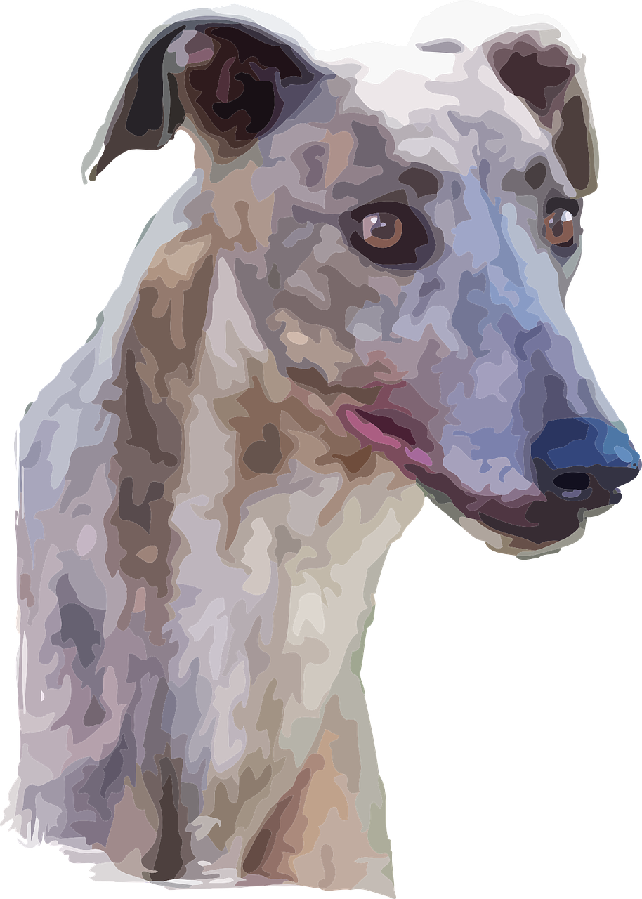 Brindle Greyhound Portrait PNG