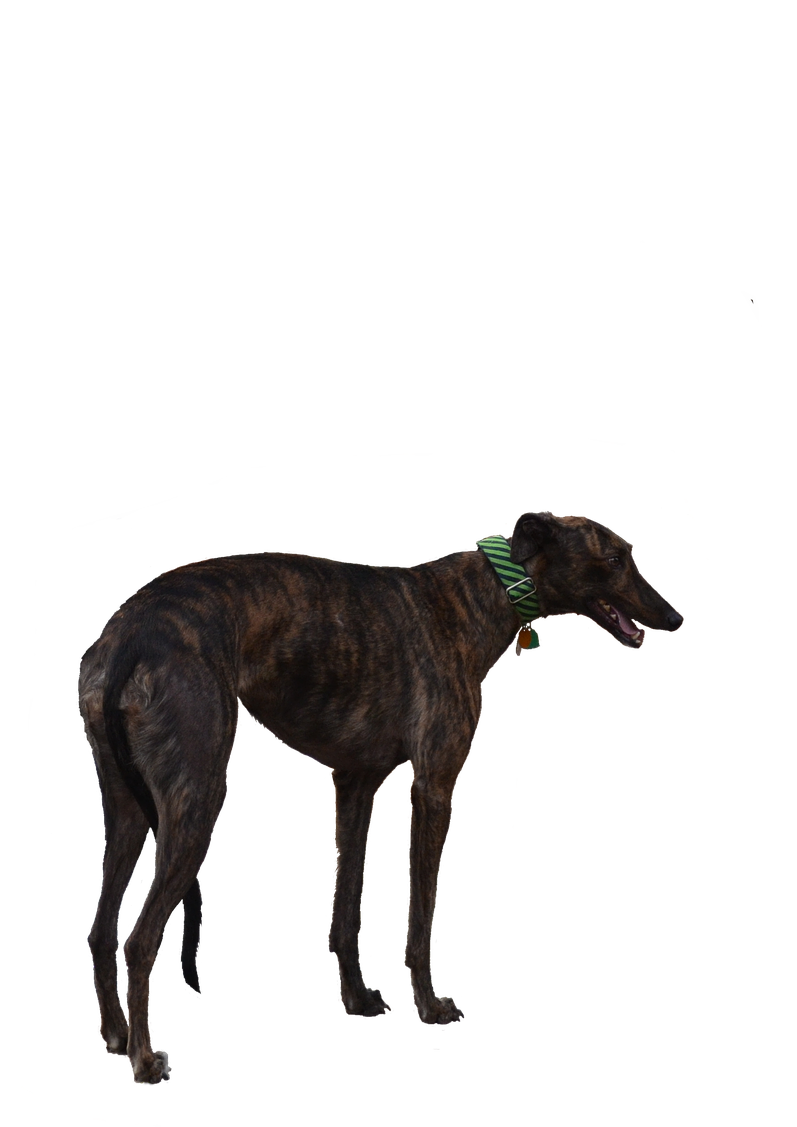 Download Brindle Greyhound Standing | Wallpapers.com