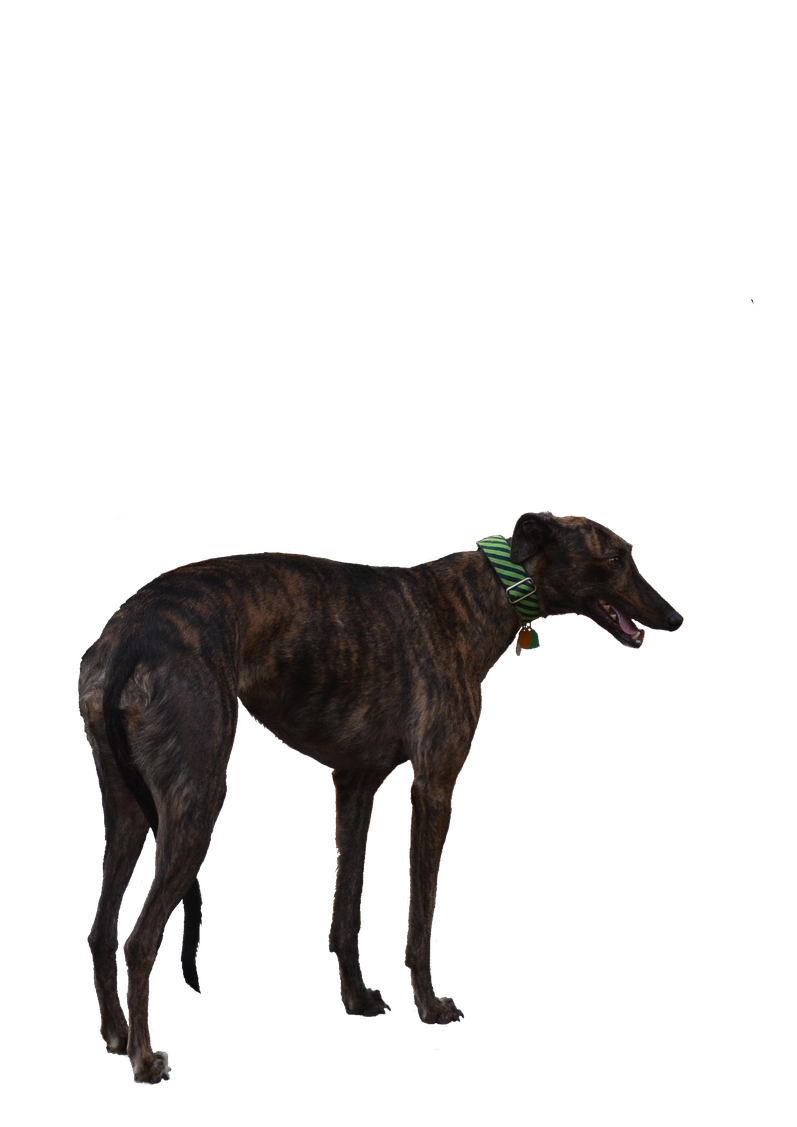 Brindle Greyhound Standing PNG