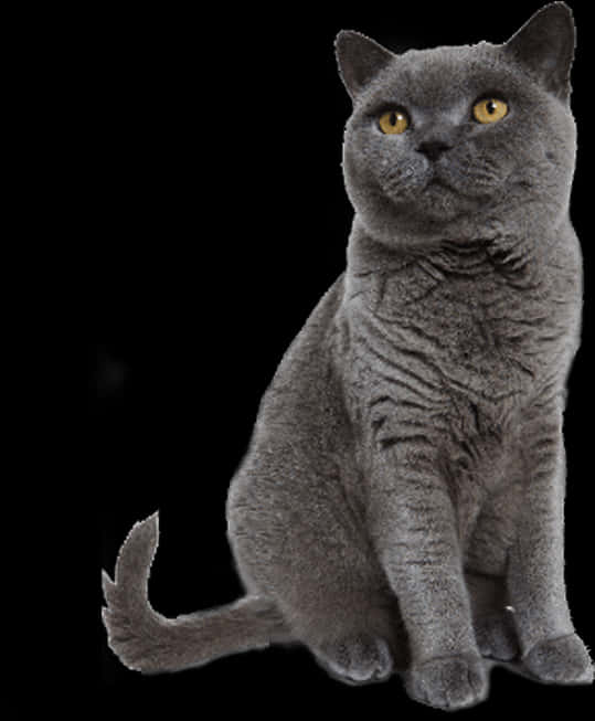British Shorthair Cat Portrait PNG
