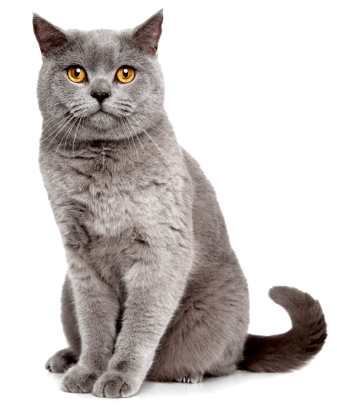 British Shorthair Cat Yellow Eyes PNG