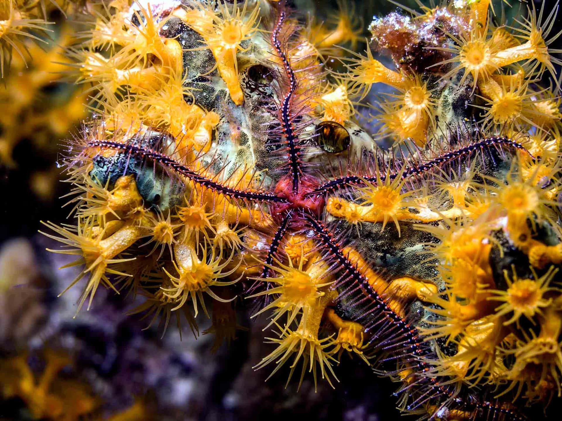 Brittle Star Amidst Coral Polyps Wallpaper