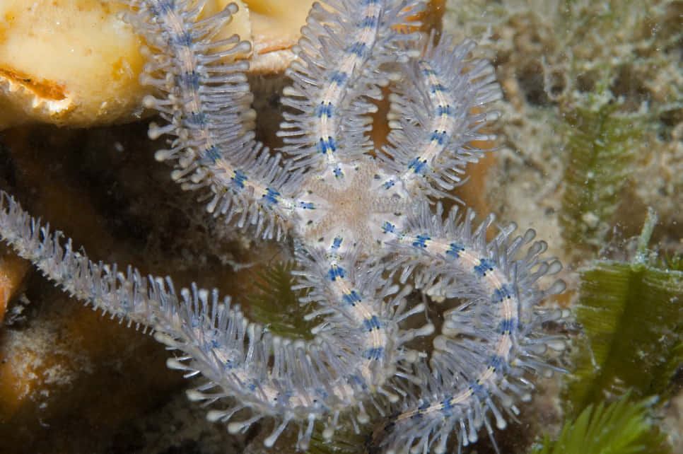 Brittle Star Camouflagedon Coral Wallpaper