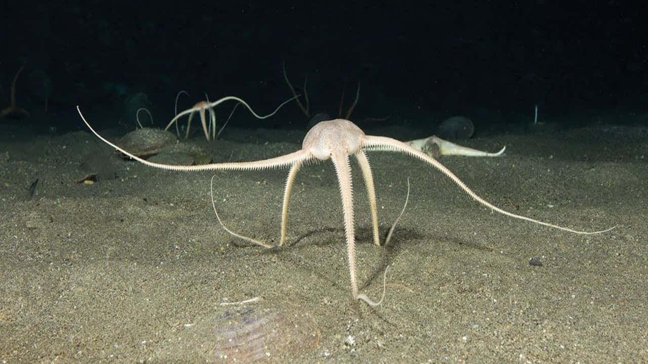 Brittle Star Nighttime Seabed Wallpaper
