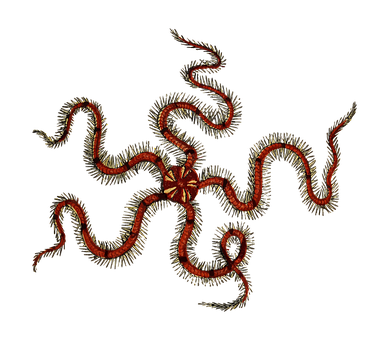 Brittle_ Star_on_ Black_ Background PNG