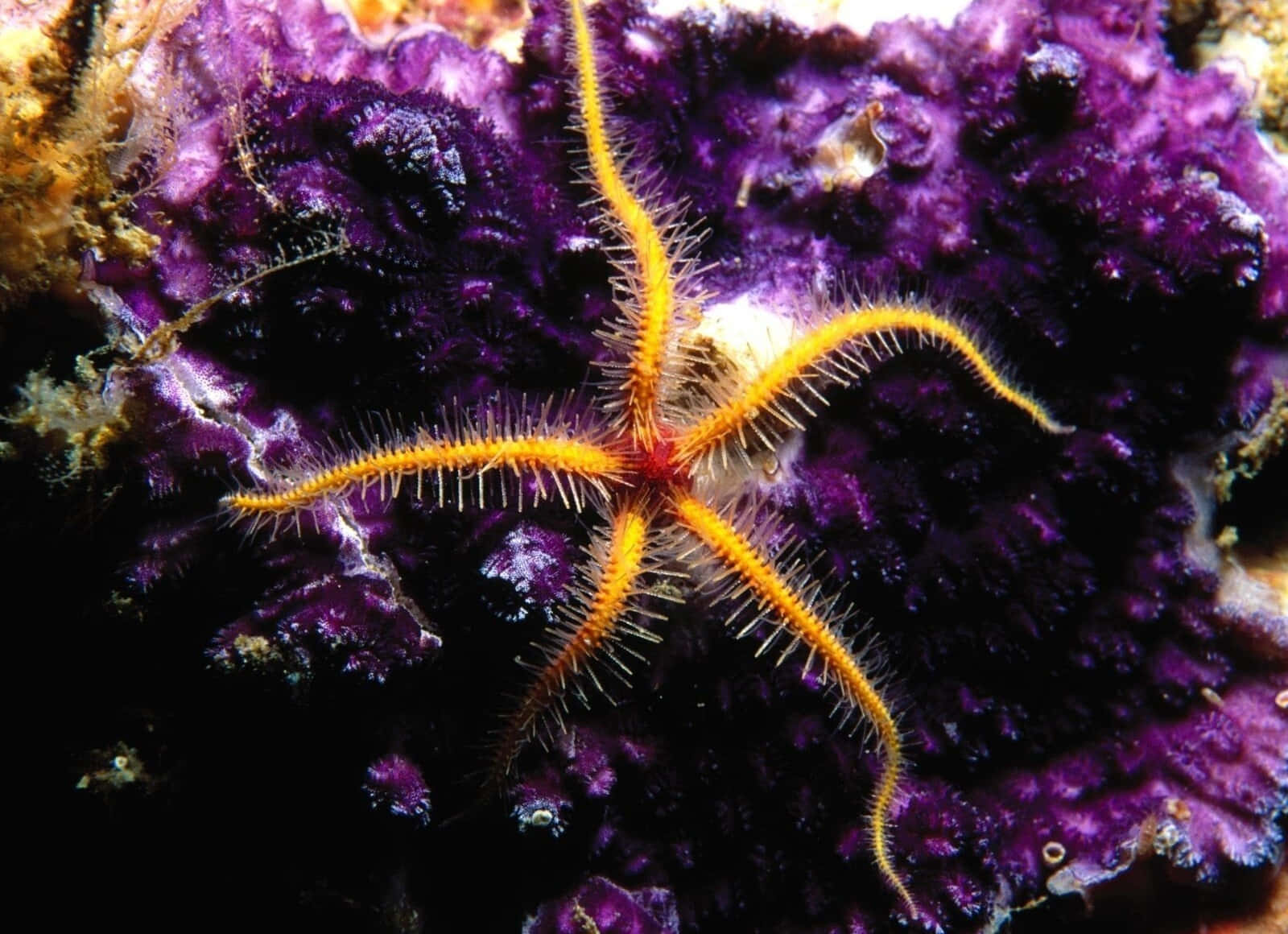 Brittle_ Star_on_ Coral_ Reef Wallpaper
